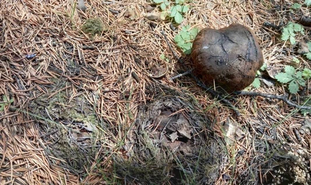 İlk kez keşfedildi: Dünyada sadece o kentimizde yetişiyor! Meğer ağaçların altındaymış, bugüne kadar fark edilmemiş 11